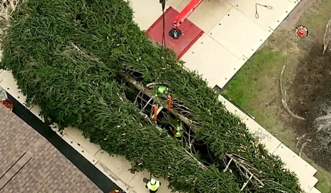 The 2023 Rockefeller Center Christmas tree is here!  Everything to know