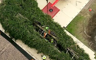 The 2023 Rockefeller Center Christmas tree is here!  Everything to know